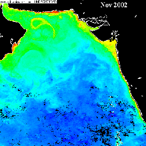 winter bloom in the Arabian Sea as seen by Aqua MODIS satellite